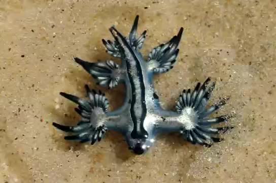 Glaucus Atlanticus Sieht Aus Wie Ein Fabelwesen Ist Aber Echt Minuten