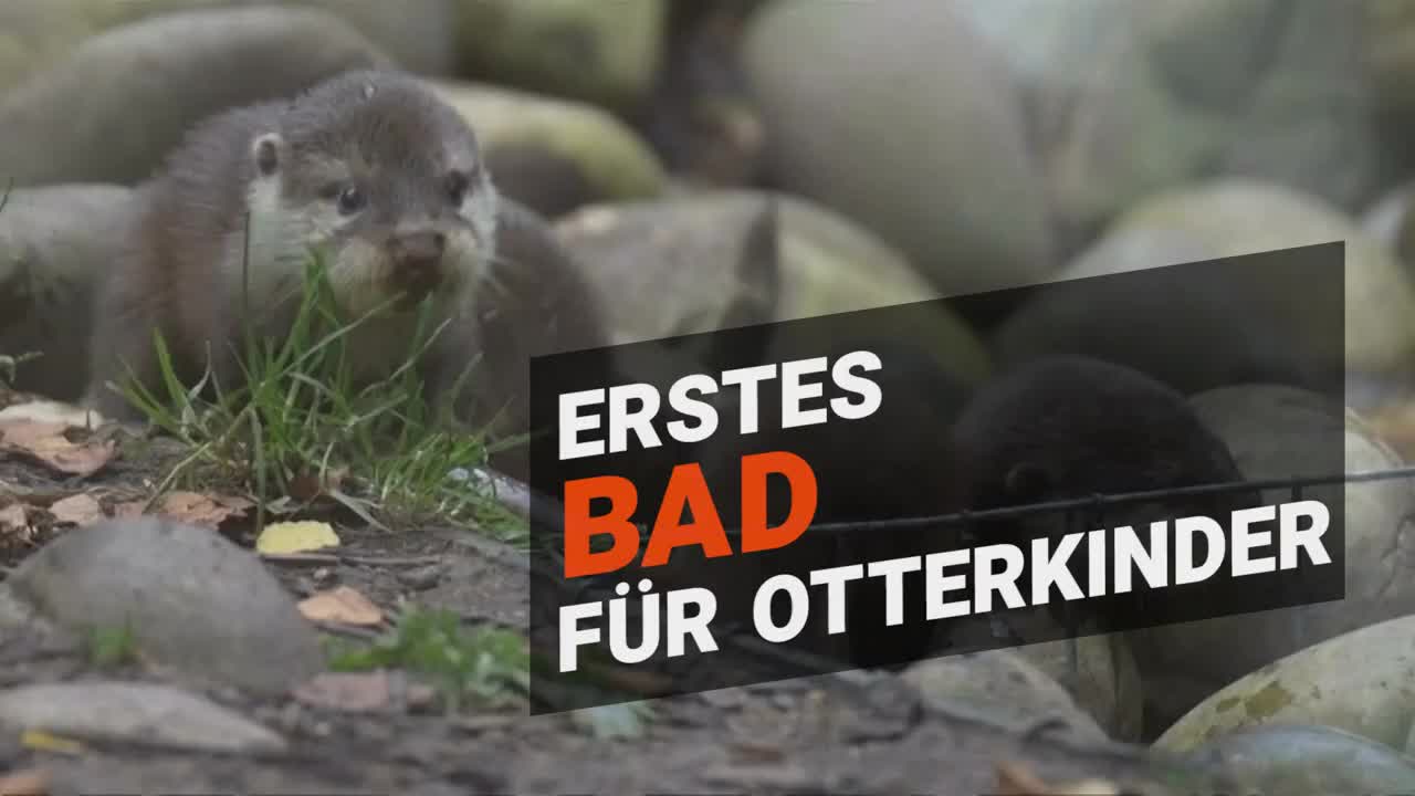 Tierkinder Klitzkleine Otter Nehmen Ihr Erstes Bad 20 Minuten