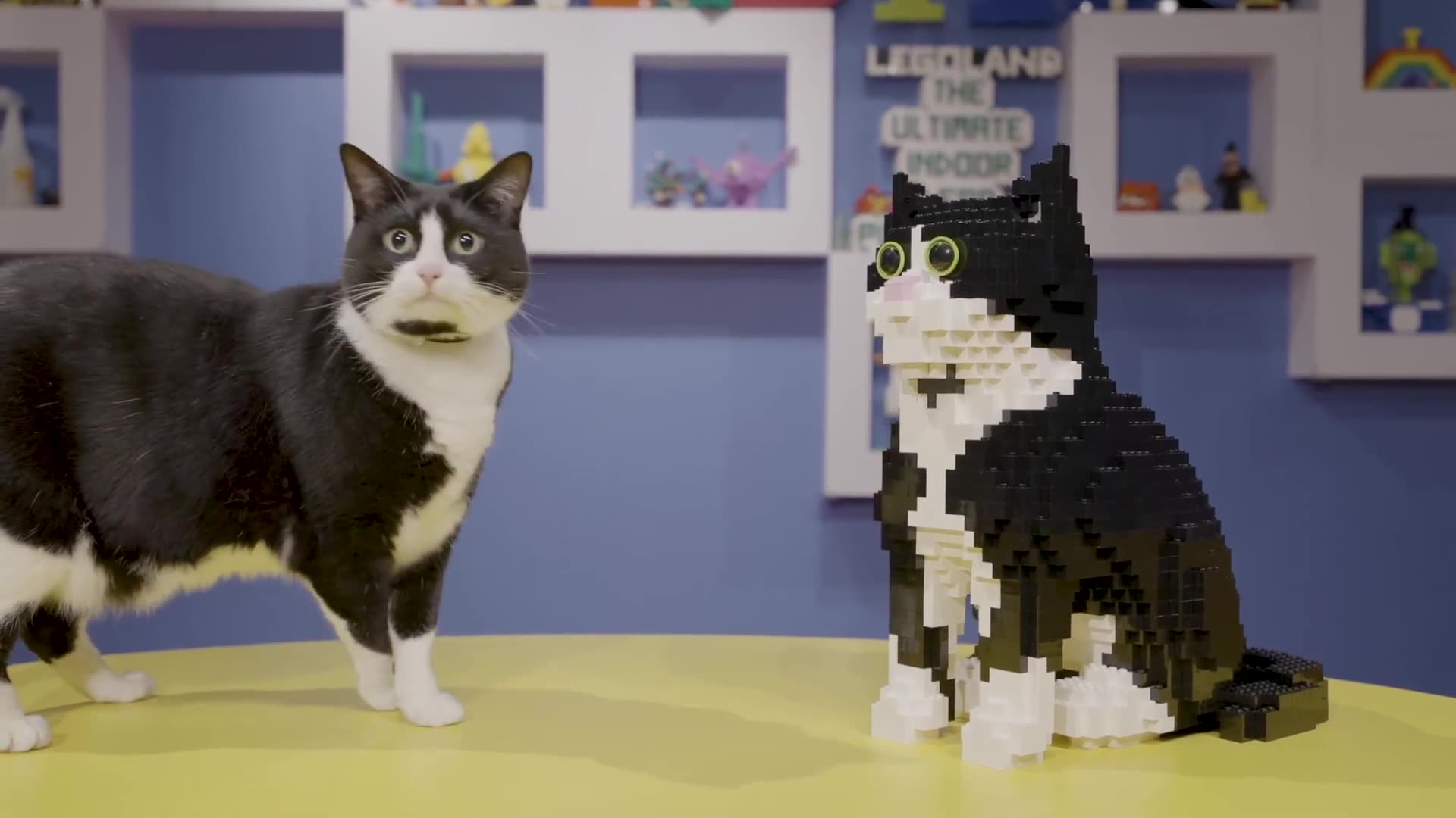 Socks le chat rencontre son sosie Lego - 20 minutes