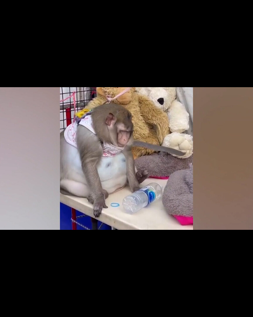 Dickster Affe Der Welt Dieser Kleine Affe Kampft Mit Ubergewicht 20 Minuten