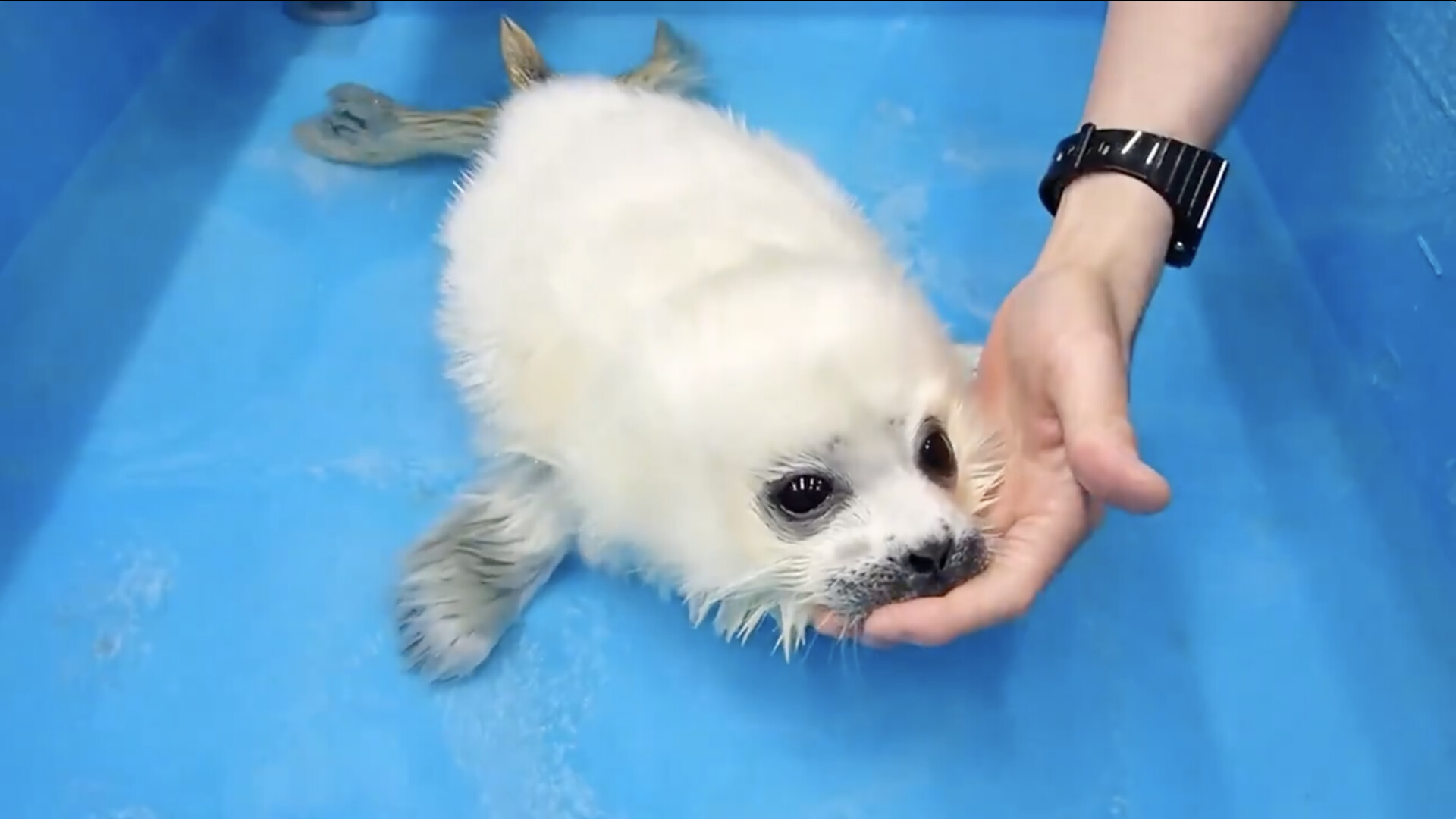 Japon Ce Bebe Phoque Apprend A Nager Pour La Premiere Fois De Sa Vie Minutes