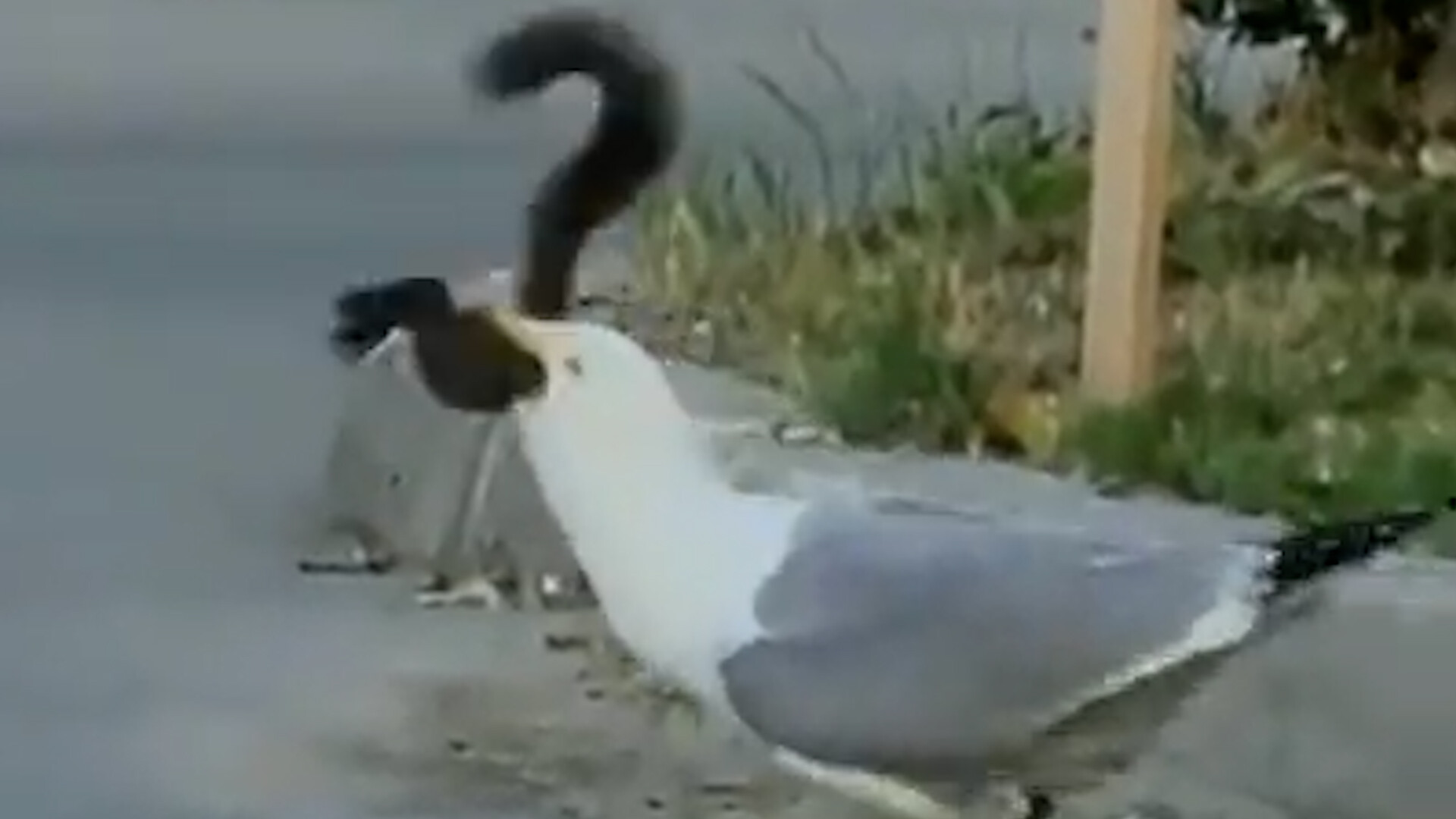 Möwe frisst Eichhörnchen innert kürzester Zeit - 20 Minuten