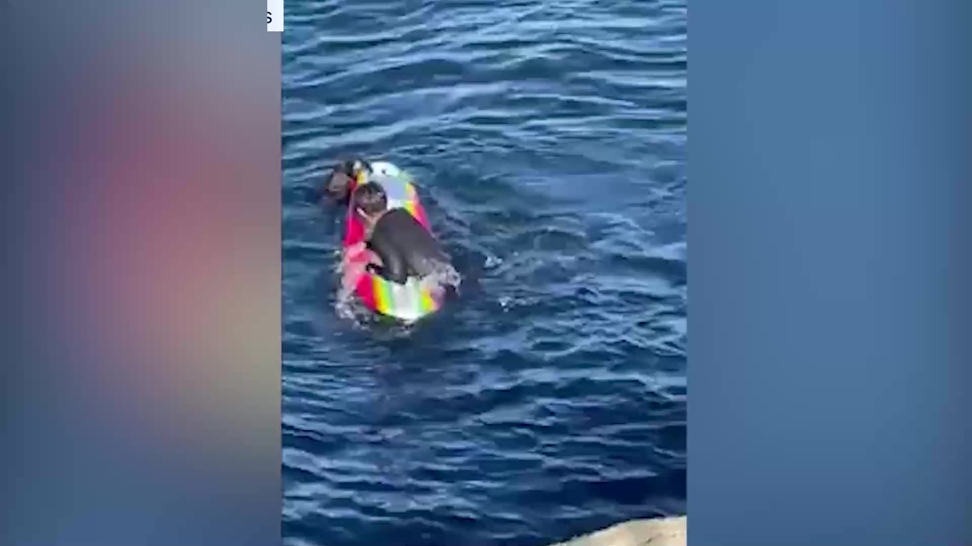 Californie : Une loutre des mers terrorisent les surfeurs et vole