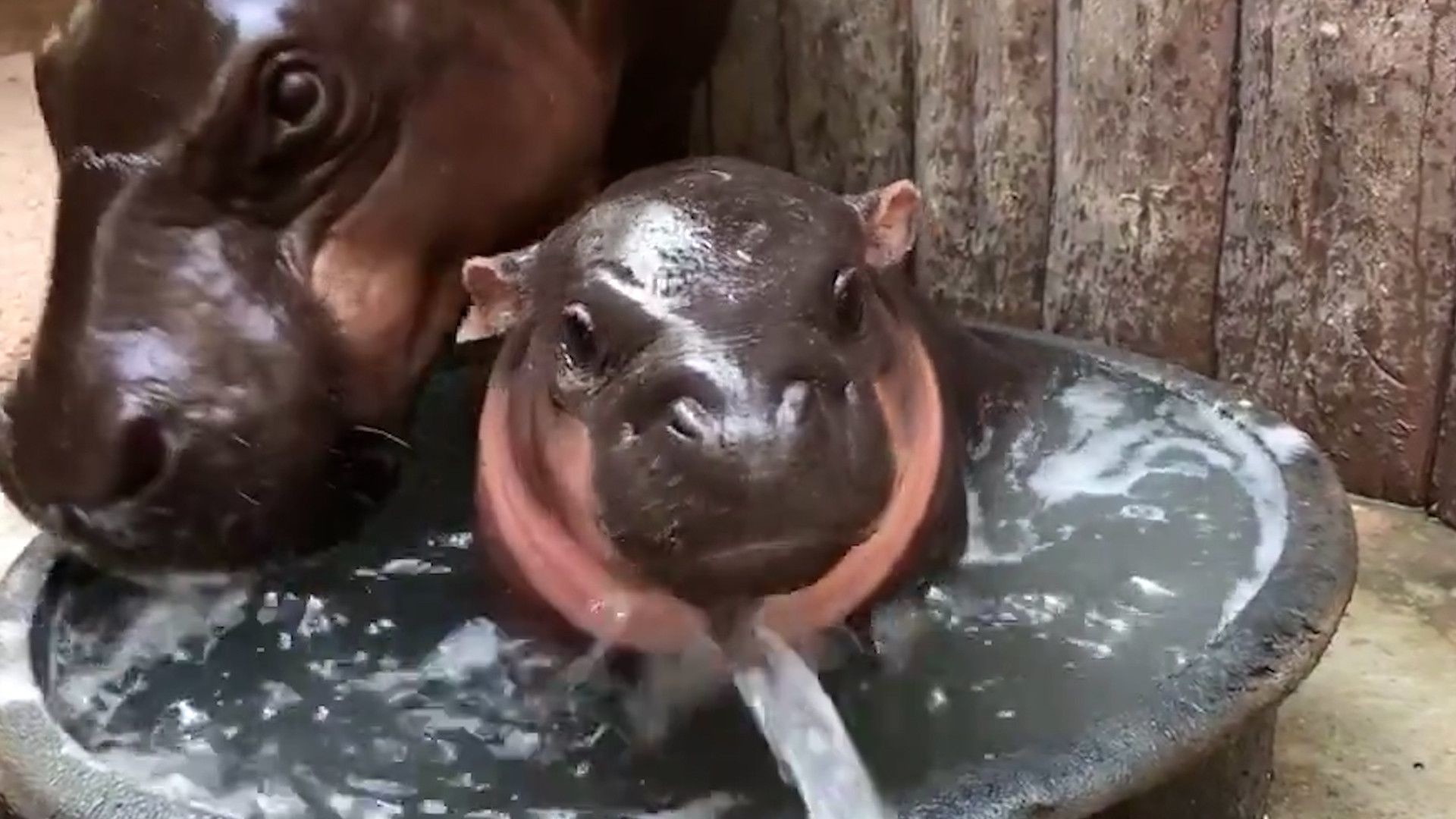 Thaïlande: Moo Deng déclenche une hype incroyable, mais sa célébrité  inquiète