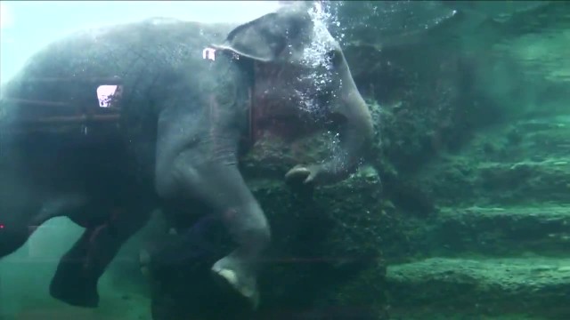 Un bébé éléphant pointe le bout de sa trompe au zoo de Zurich