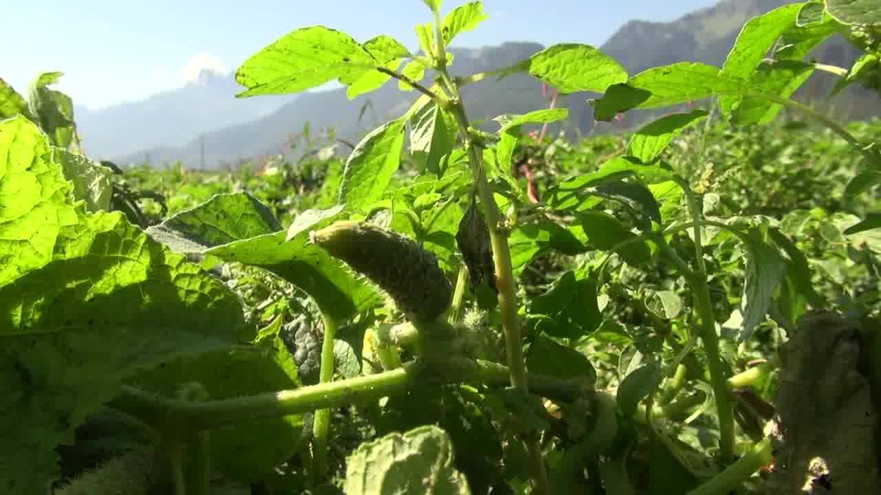 Reitzel relance une culture de cornichons dans le Chablais 24 heures