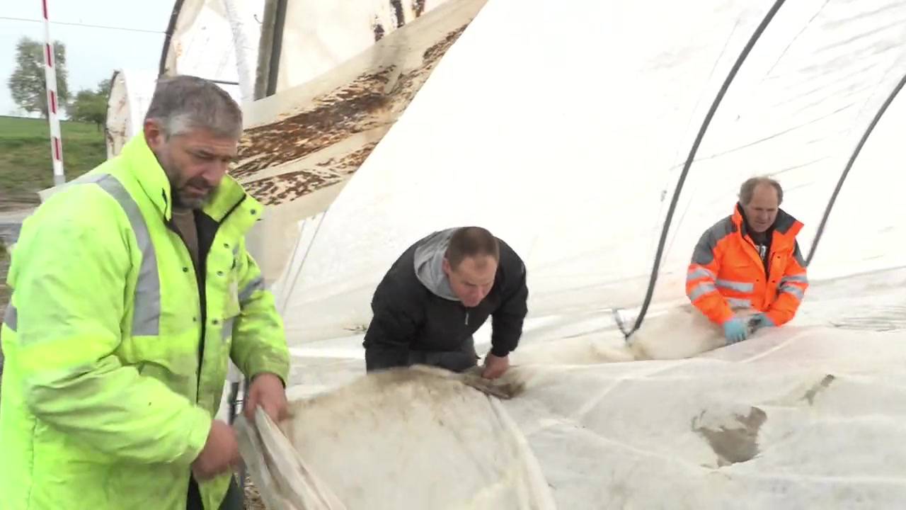 Rebbauern vom Zürichsee droht Ernteausfall