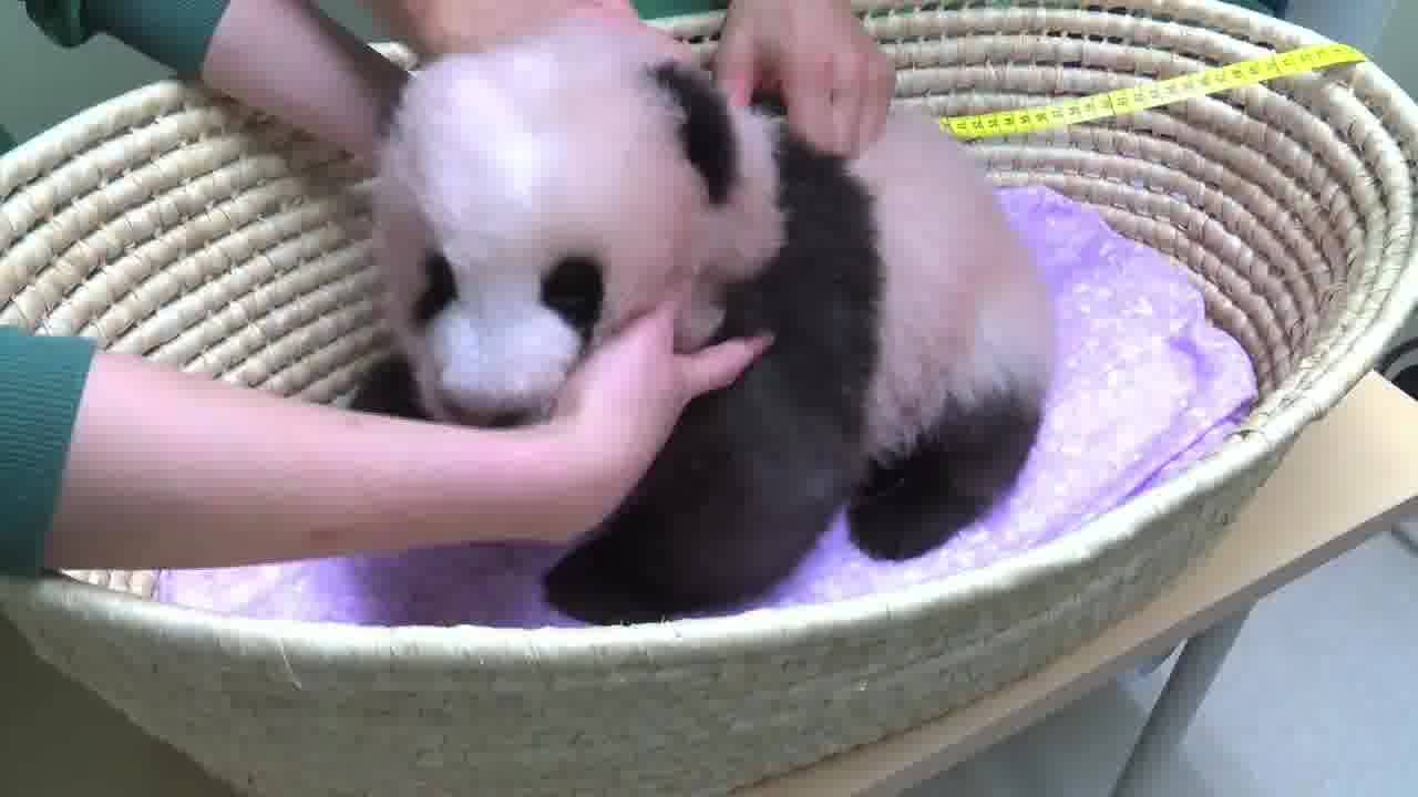 Le bébé panda de Tokyo fête ses 3 mois