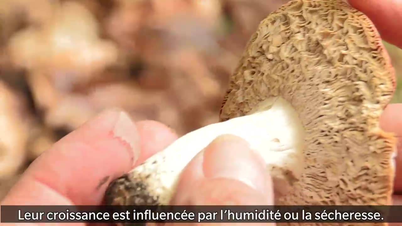 La saison des champignons compromise par le manque de pluie - Le Temps