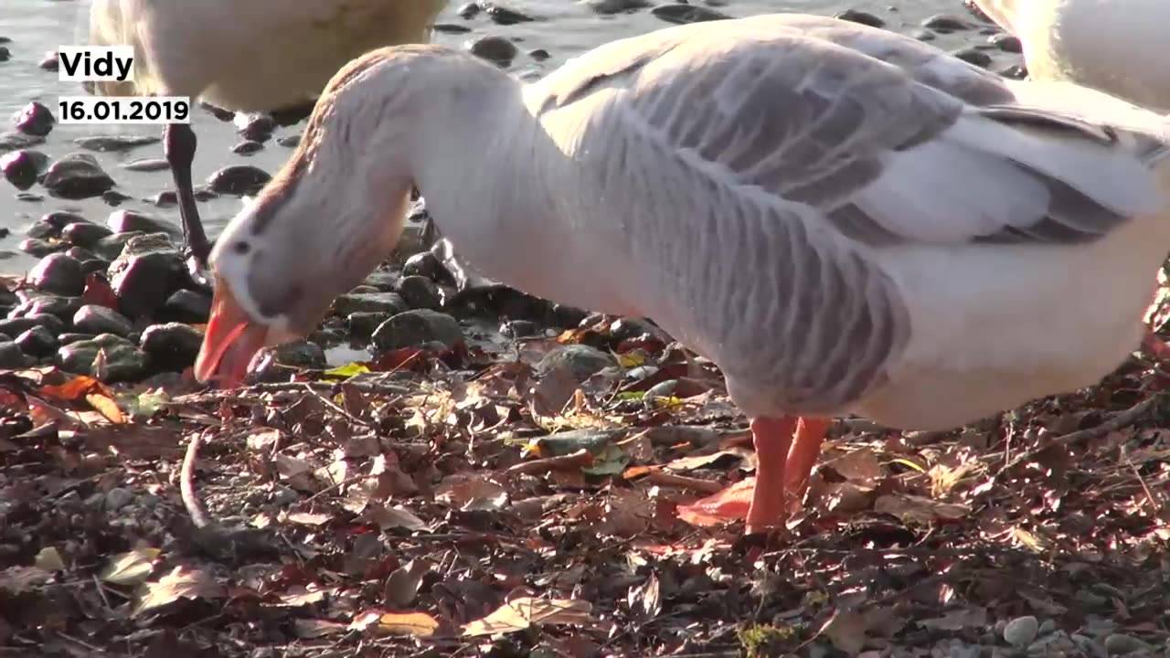 Vidy Voici Le Fruit Des Amours Du Jars Klaxon Et D 39 Une Femelle Cygne 24 Heures