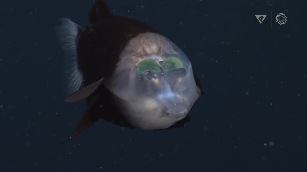Ce poisson a une tête totalement transparente - Le Matin
