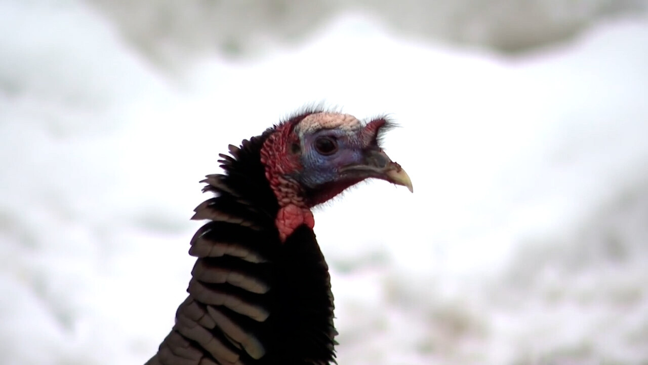 Aggressiver Vogel: Truthahn Reggie terrorisiert Quartier in den USA
